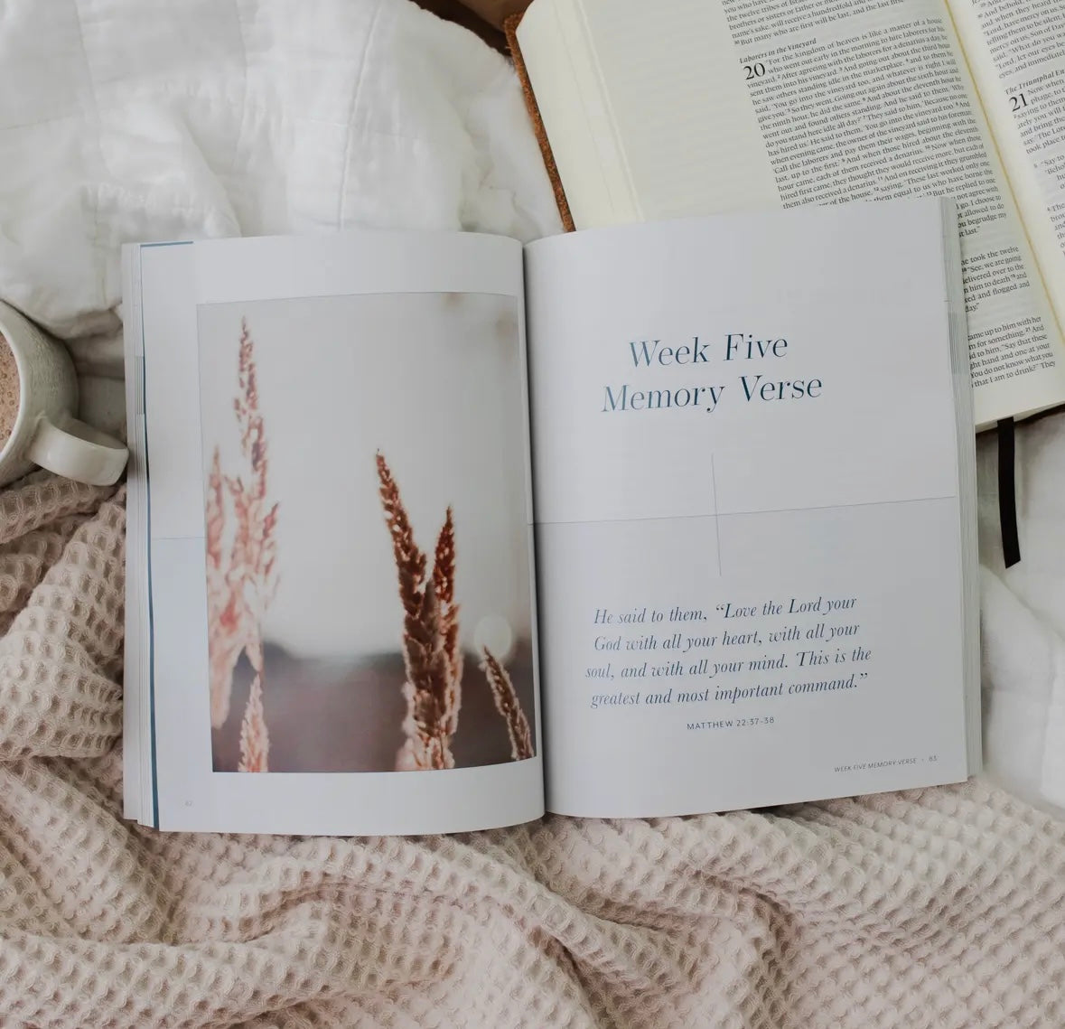 Behold: A Study of the New Testament | Volume 1